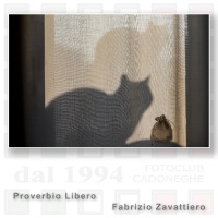 Tema "Immaginiamo i proverbi" di Renzo Marzo 2023